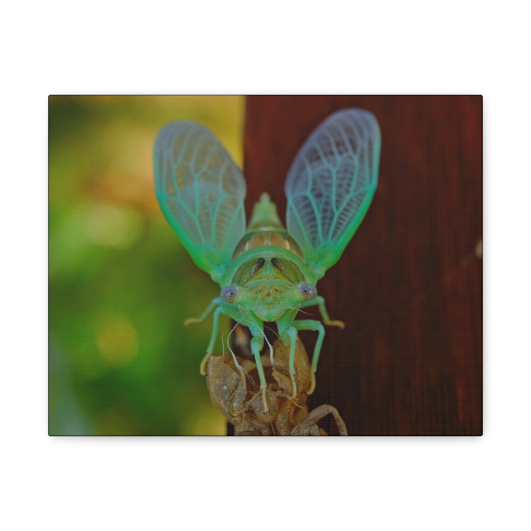 The Cutest Green Cicada Canvas Print - Matte Stretched Wall Art
