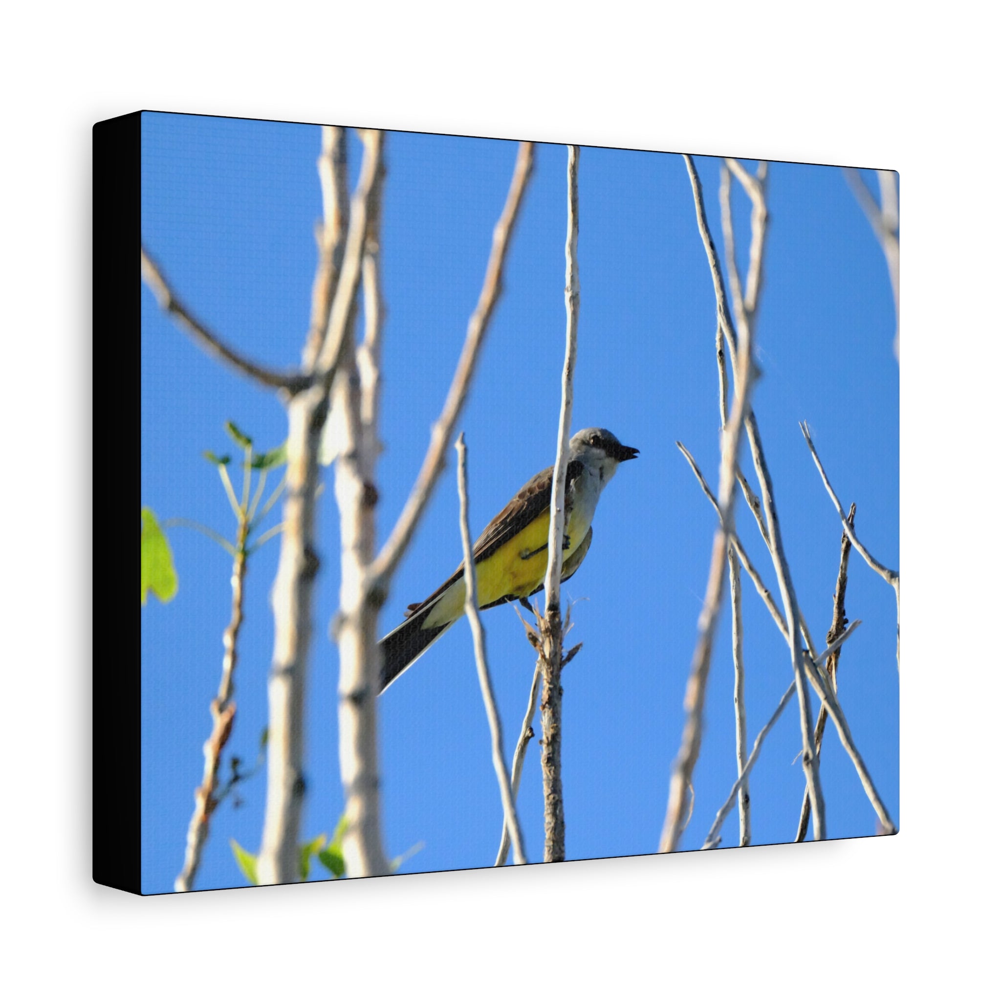 Western King Bird Horizontal Matte Canvas, Stretched, 1.25"