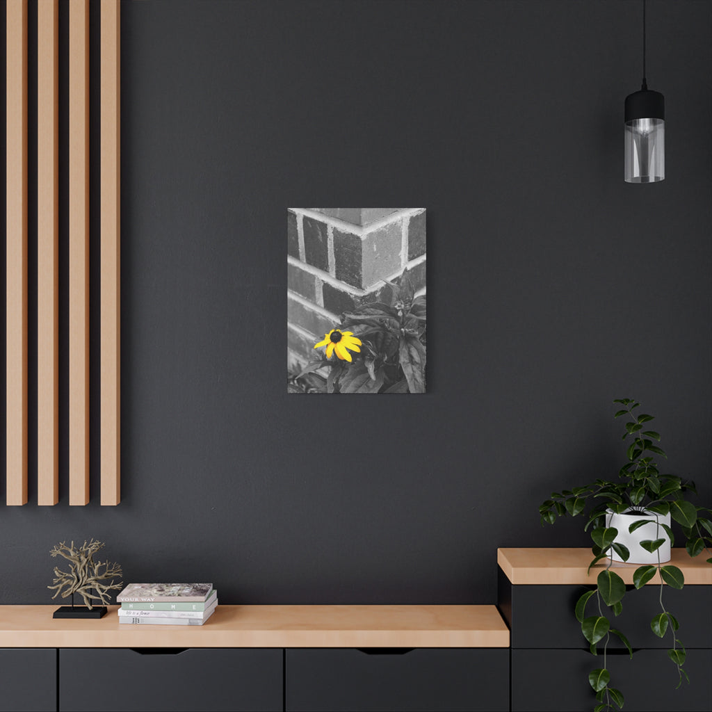 Yellow Daisy on Brick Matte Canvas Print — Stretched Wall Art