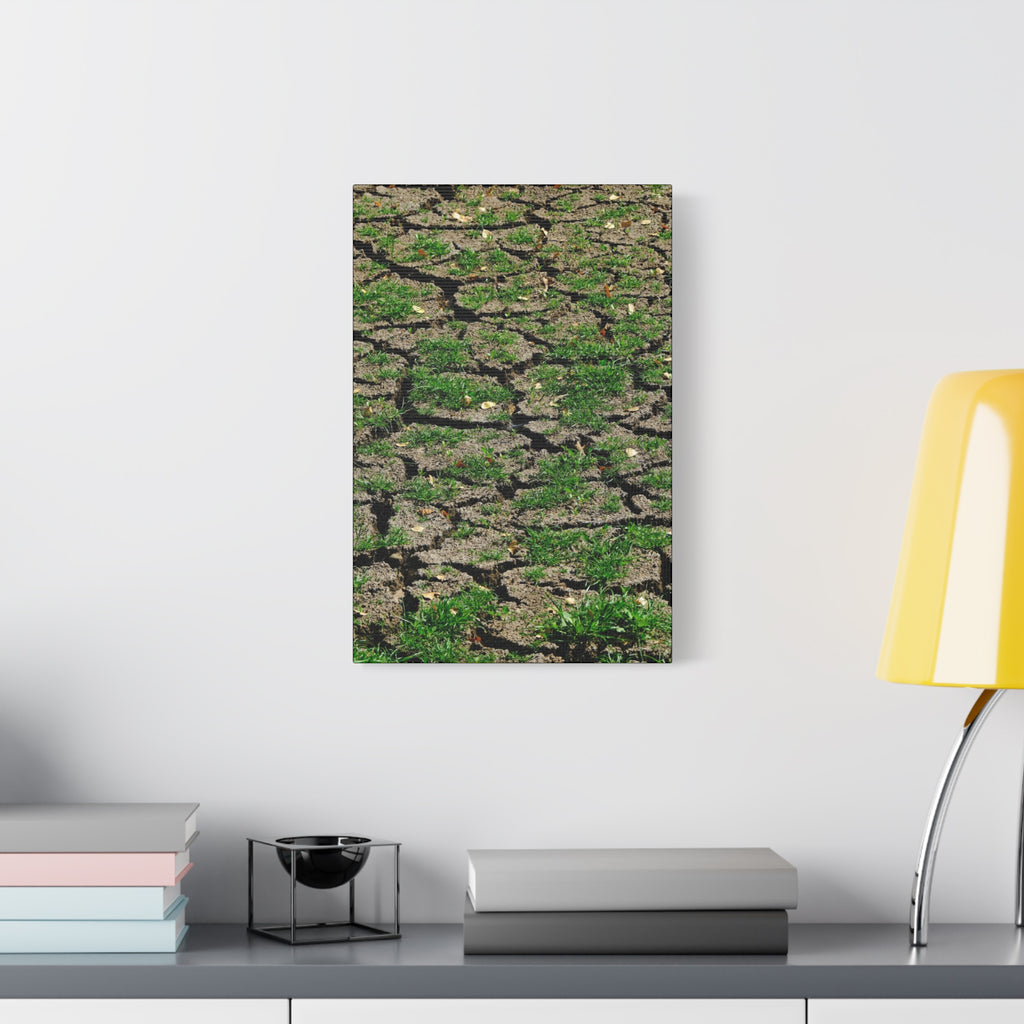 Life Finds A Way Canvas Print — Cracked Earth with Green Grass Matte Stretched Canvas (1.25")