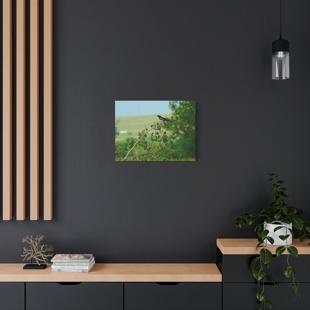 Magpie & Bullock's Oriole resting Matte Stretched Canvas Wall Art