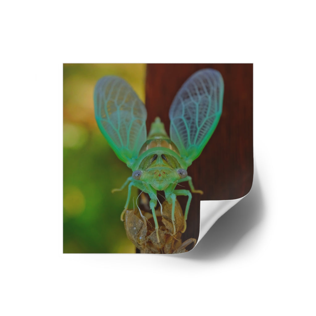 Cicada Square Sticker — Vivid Green Insect Photo Sticker (Indoor/Outdoor)