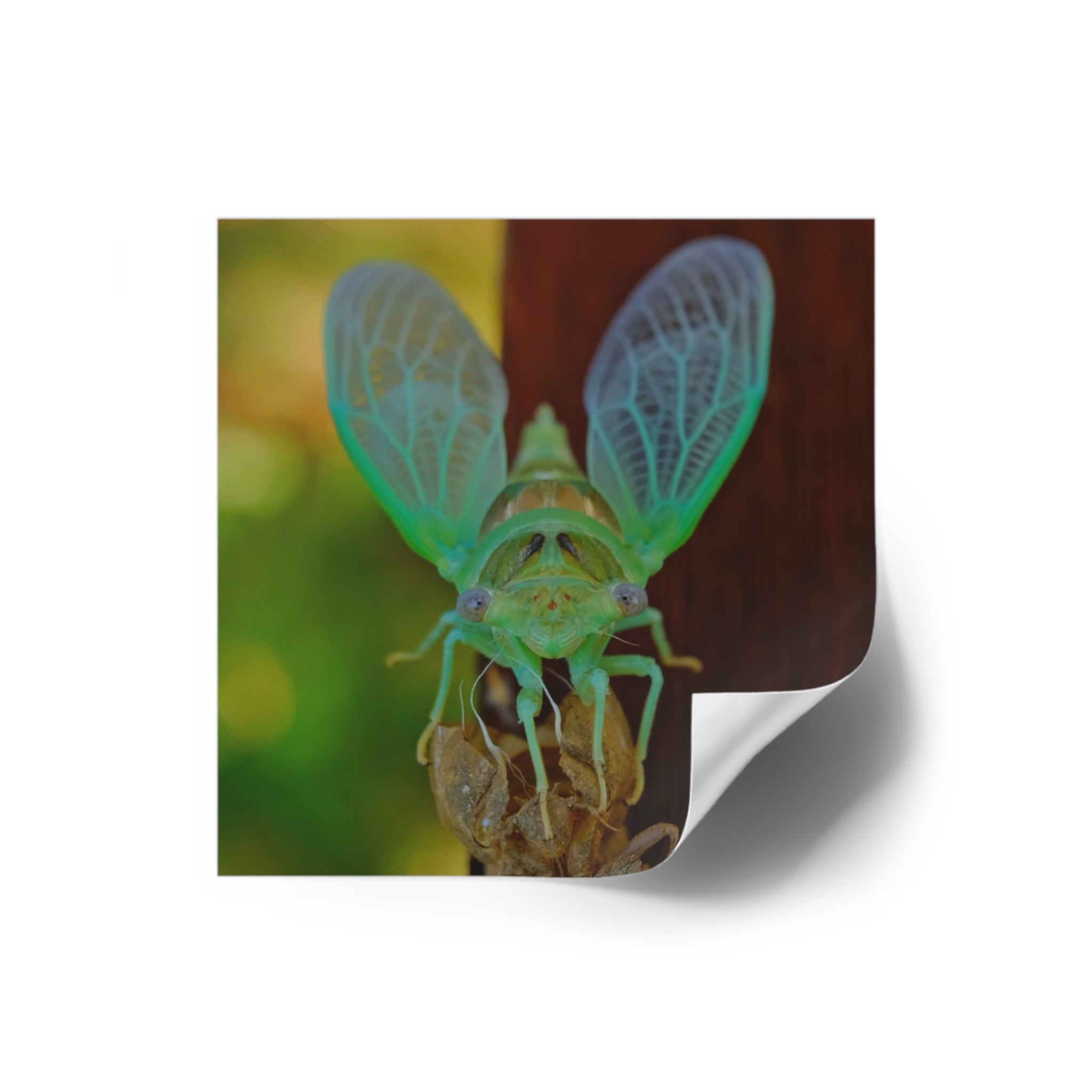 Cicada Square Sticker — Vivid Green Insect Photo Sticker (Indoor/Outdoor)