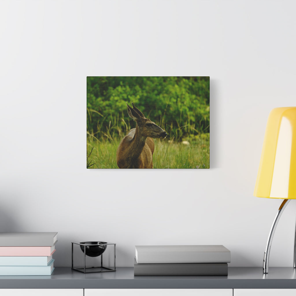 Doe in Meadow Matte Stretched Canvas (1.25") — Wildlife Wall Art