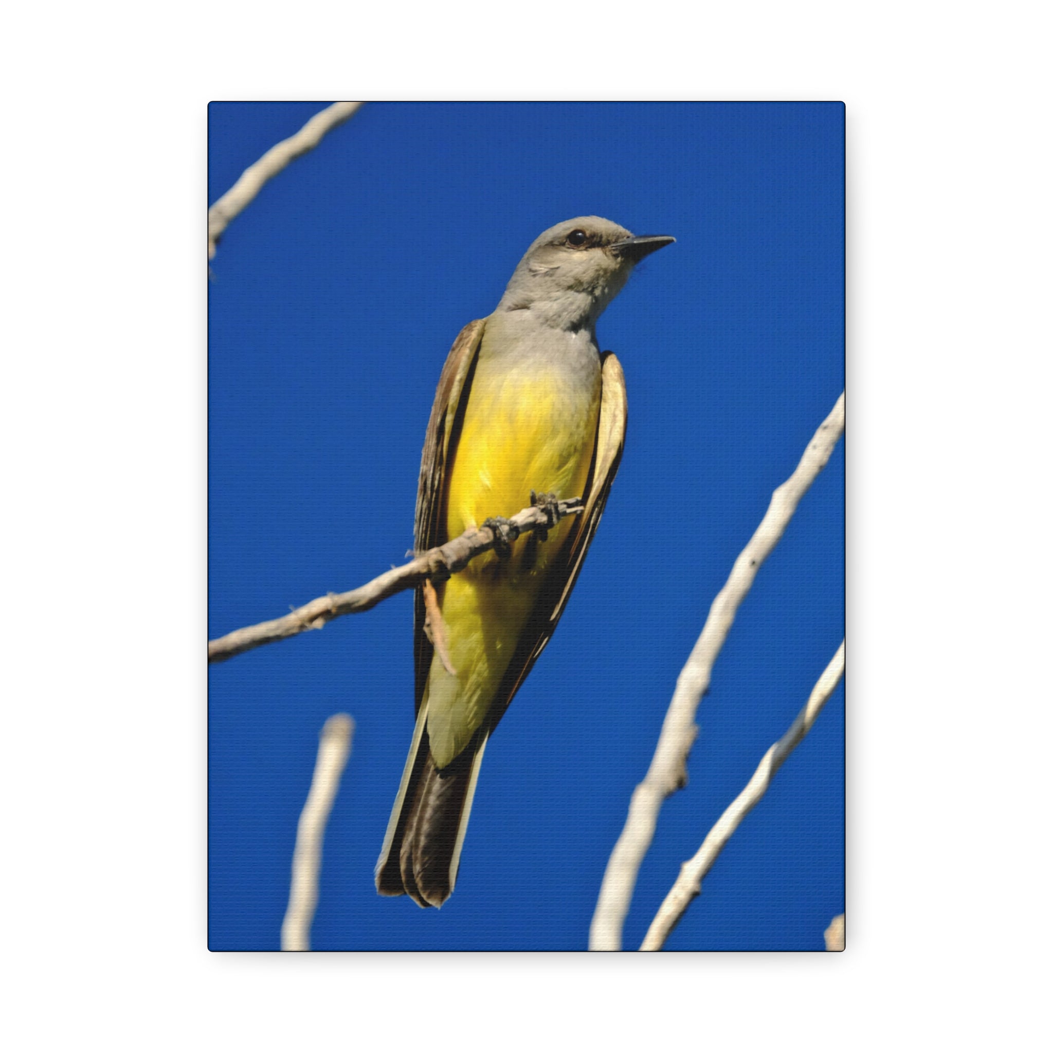 Western King Bird Canvas Print – Yellow & Gray Wildlife Wall Art