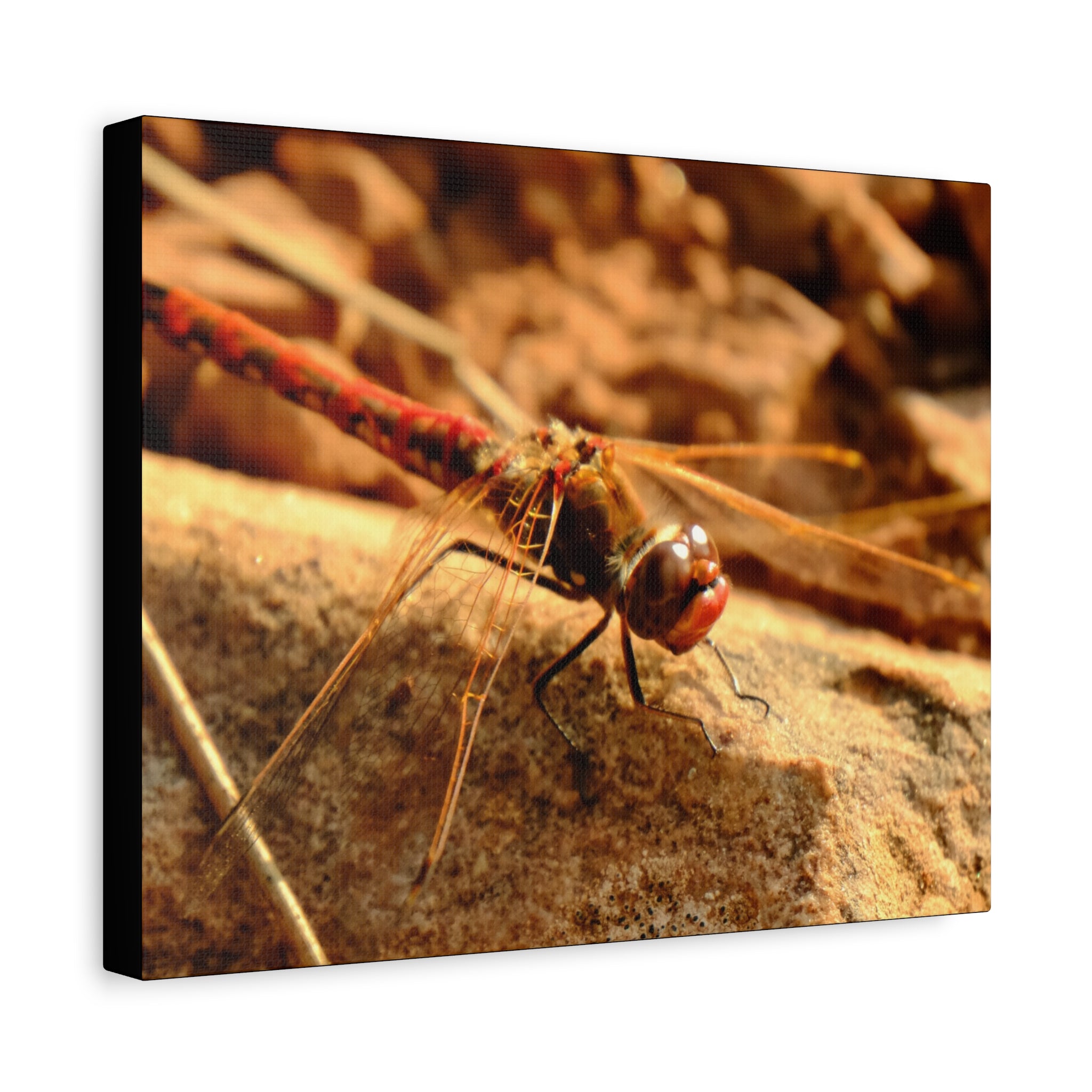 Dragonfly Macro Canvas Print — Close-Up Nature Wall Art, Rustic Insect Photography