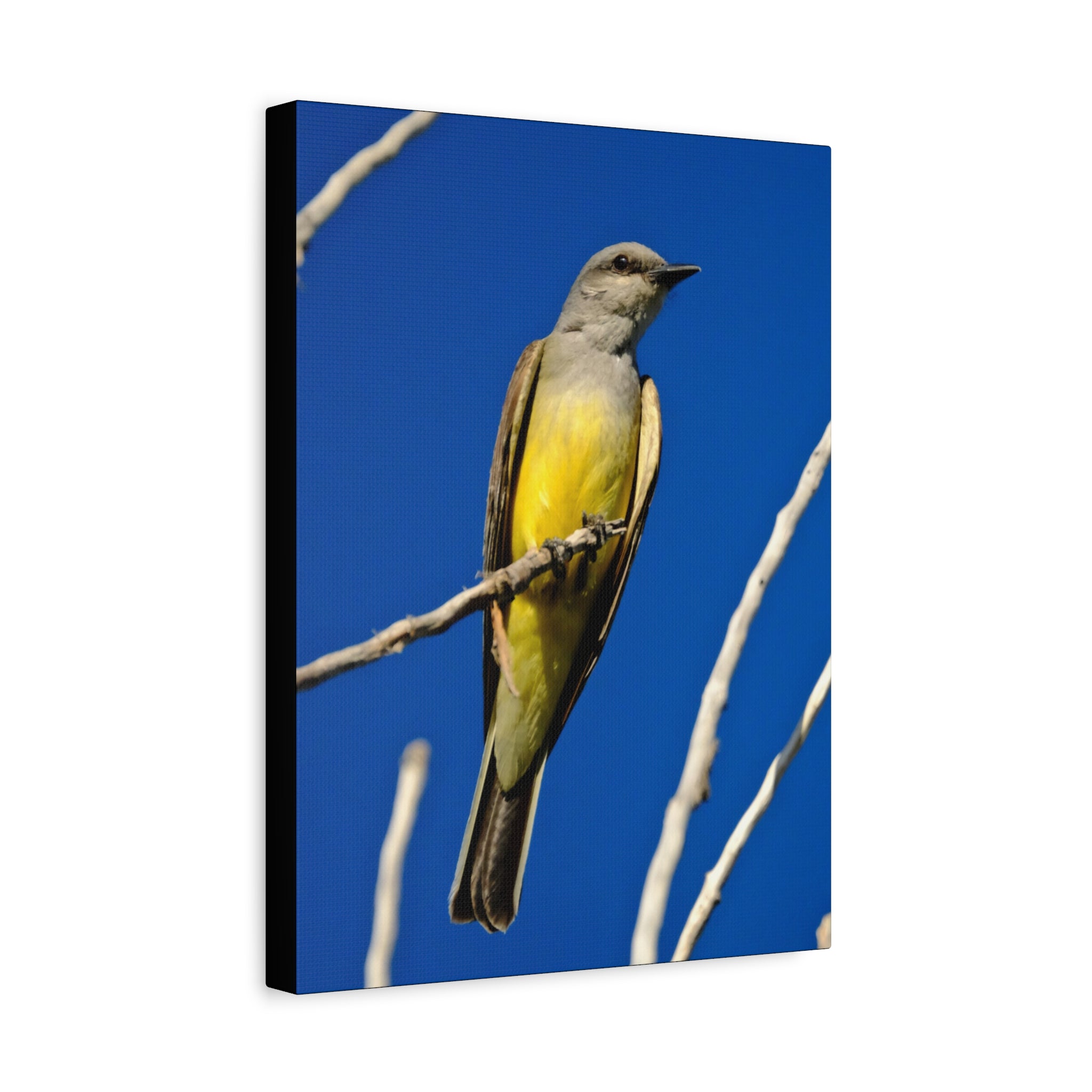 Western King Bird Canvas Print – Yellow & Gray Wildlife Wall Art