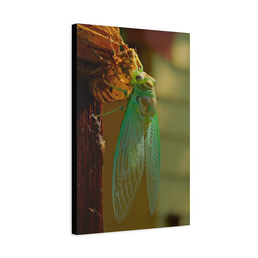 Cicada Close-Up Matte Canvas Wall Art — Nature Photography Stretched Print