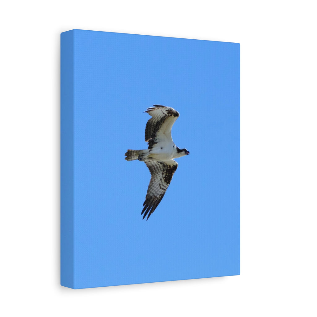 Osprey in Flight Matte Canvas Print — Stretched Wall Art