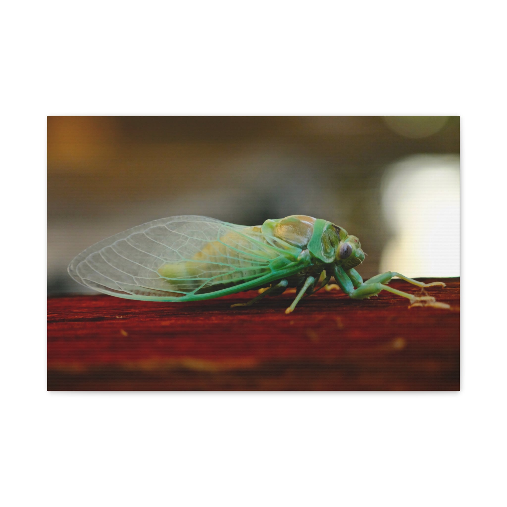 Cicada Close-Up Matte Canvas Print — Stretched 1.25" Nature Wall Art