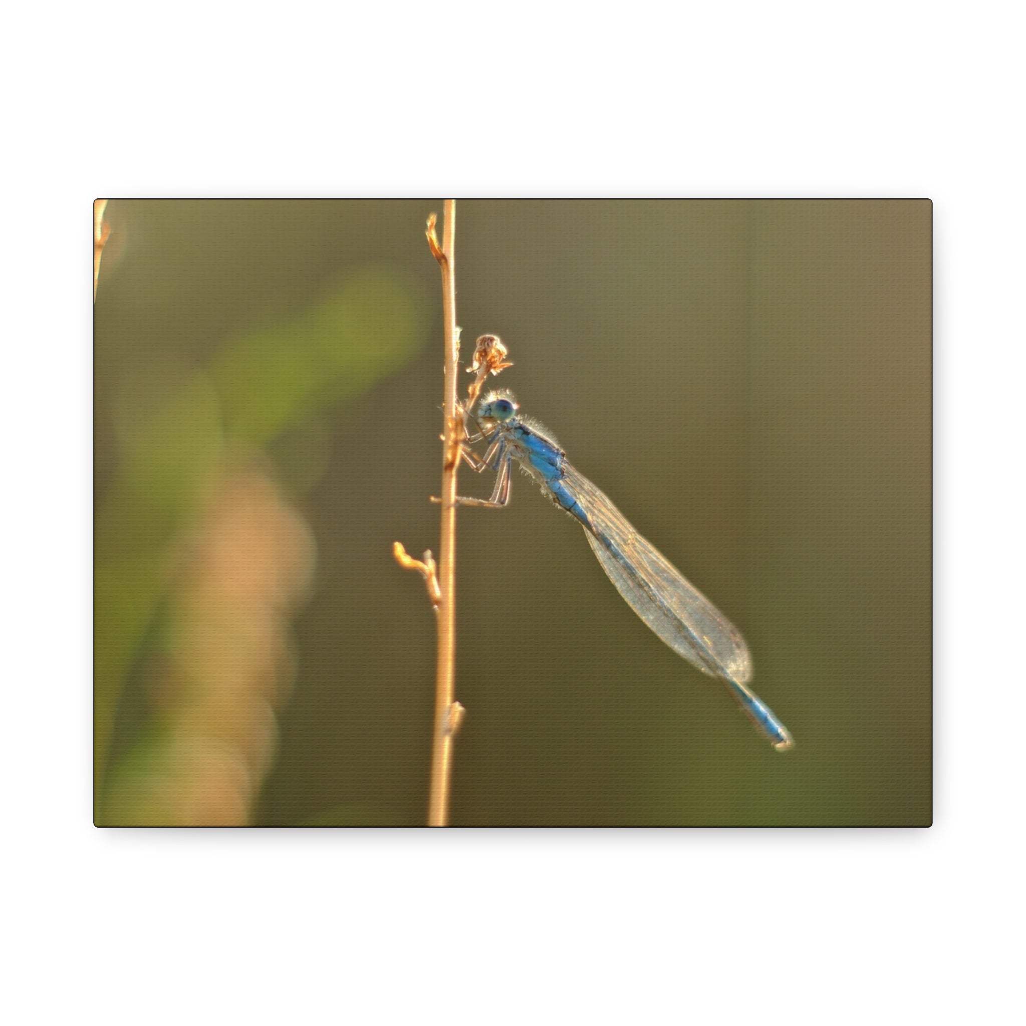 Blue Dragonfly Macro Canvas Print — Blue Damselfly Nature Wall Art, Matte Stretched 1.25"
