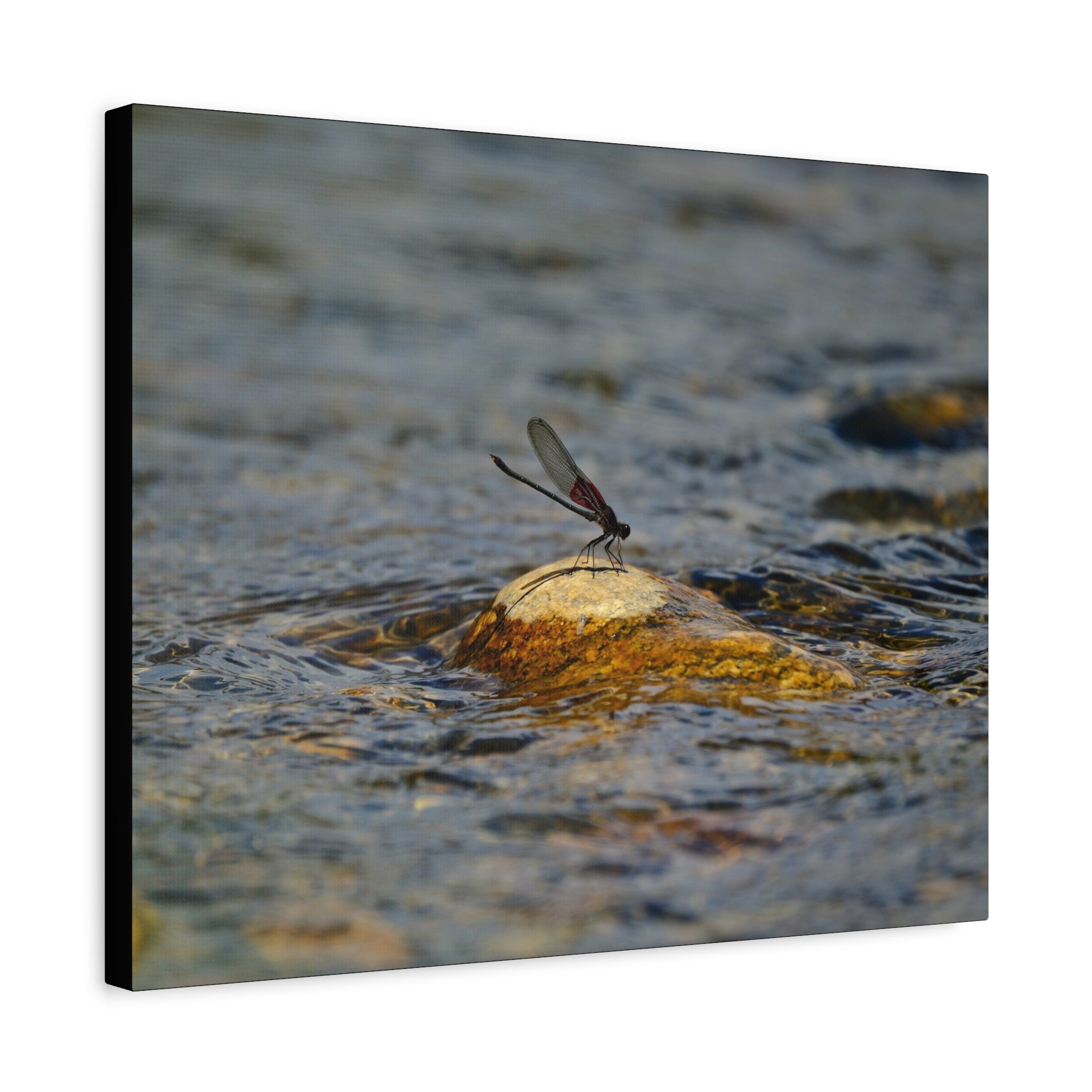 Damselfly on River Rock - Matte Canvas Print