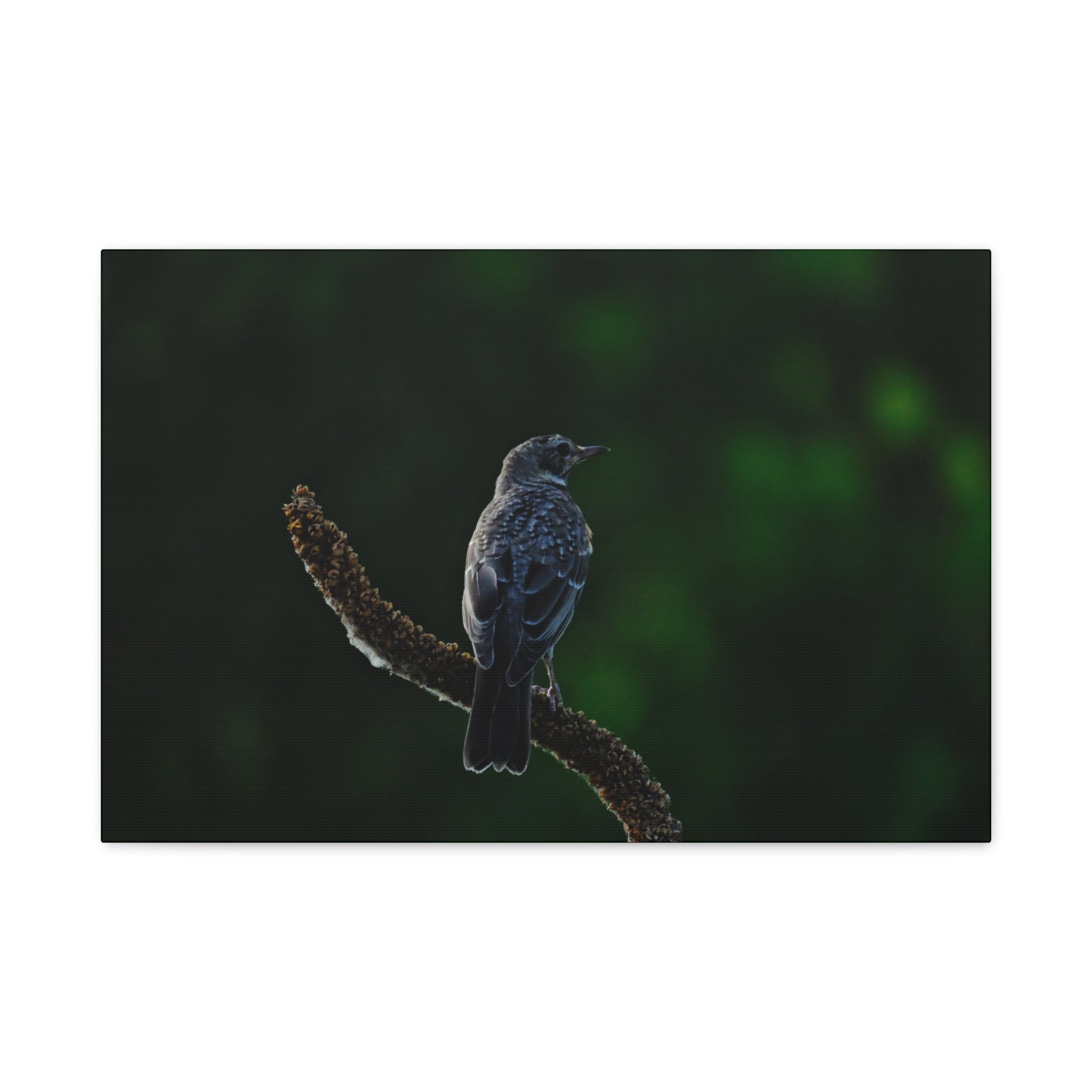 Robin on Branch Matte Canvas Wall Art — Moody Nature Photography Print