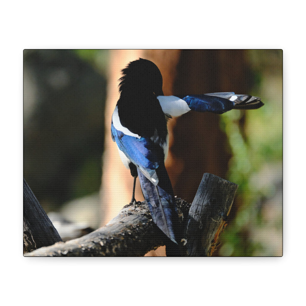 Black-billed Magpie Wildlife Canvas Print — Matte Stretched Wall Art
