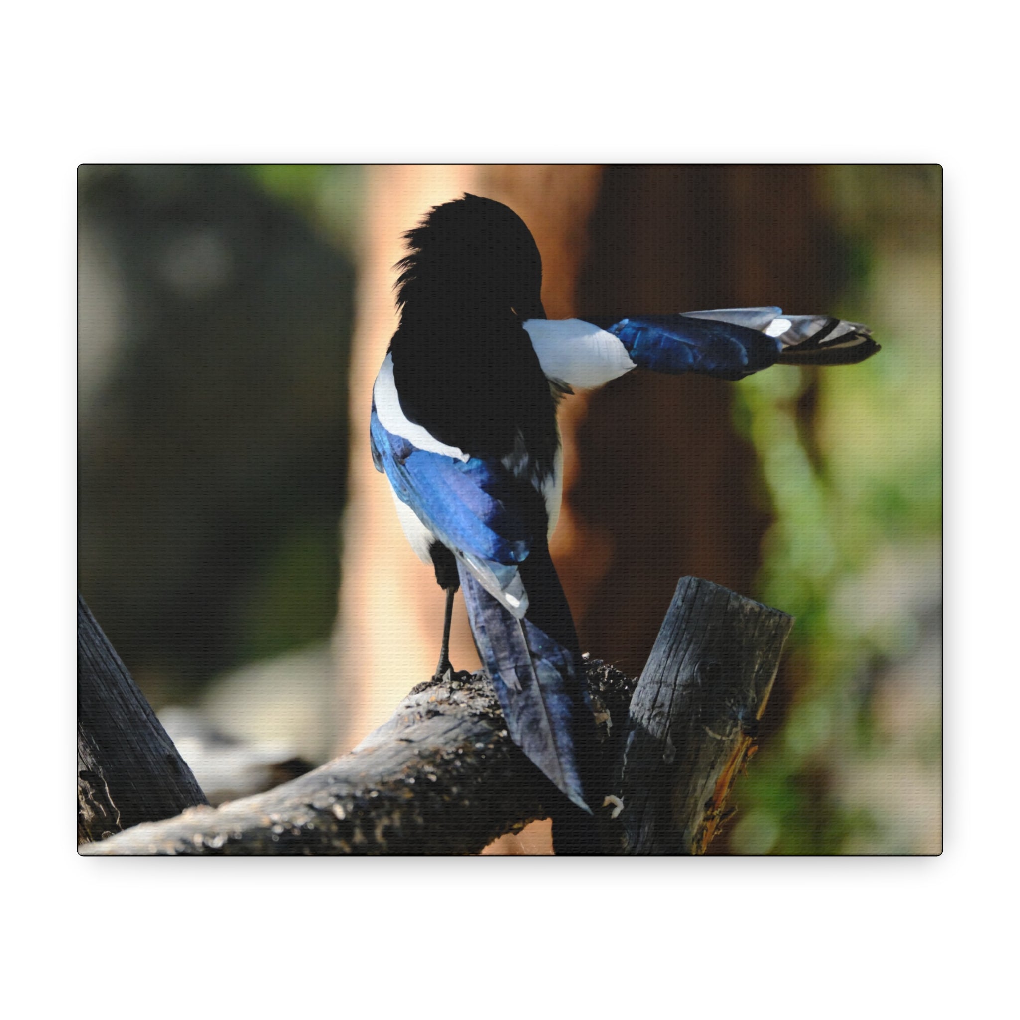 Black-billed Magpie Wildlife Canvas Print — Matte Stretched Wall Art