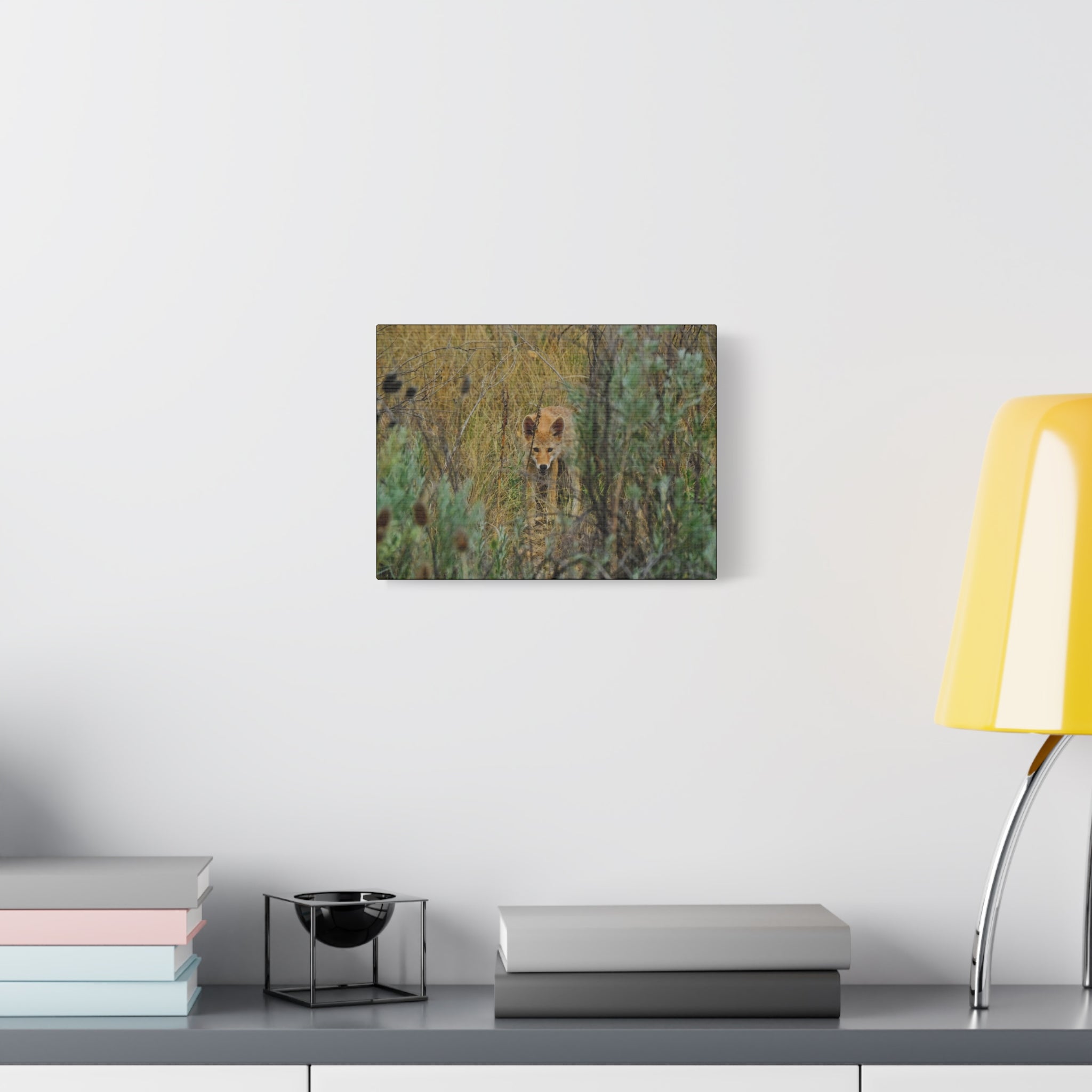 Coyote Pup Staring - Matte Stretched Canvas
