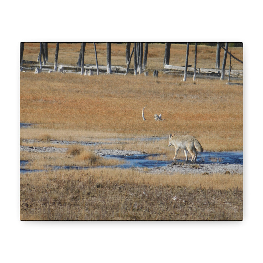 Coyote Canvas Wall Art — Wildlife Landscape Matte Stretched Print