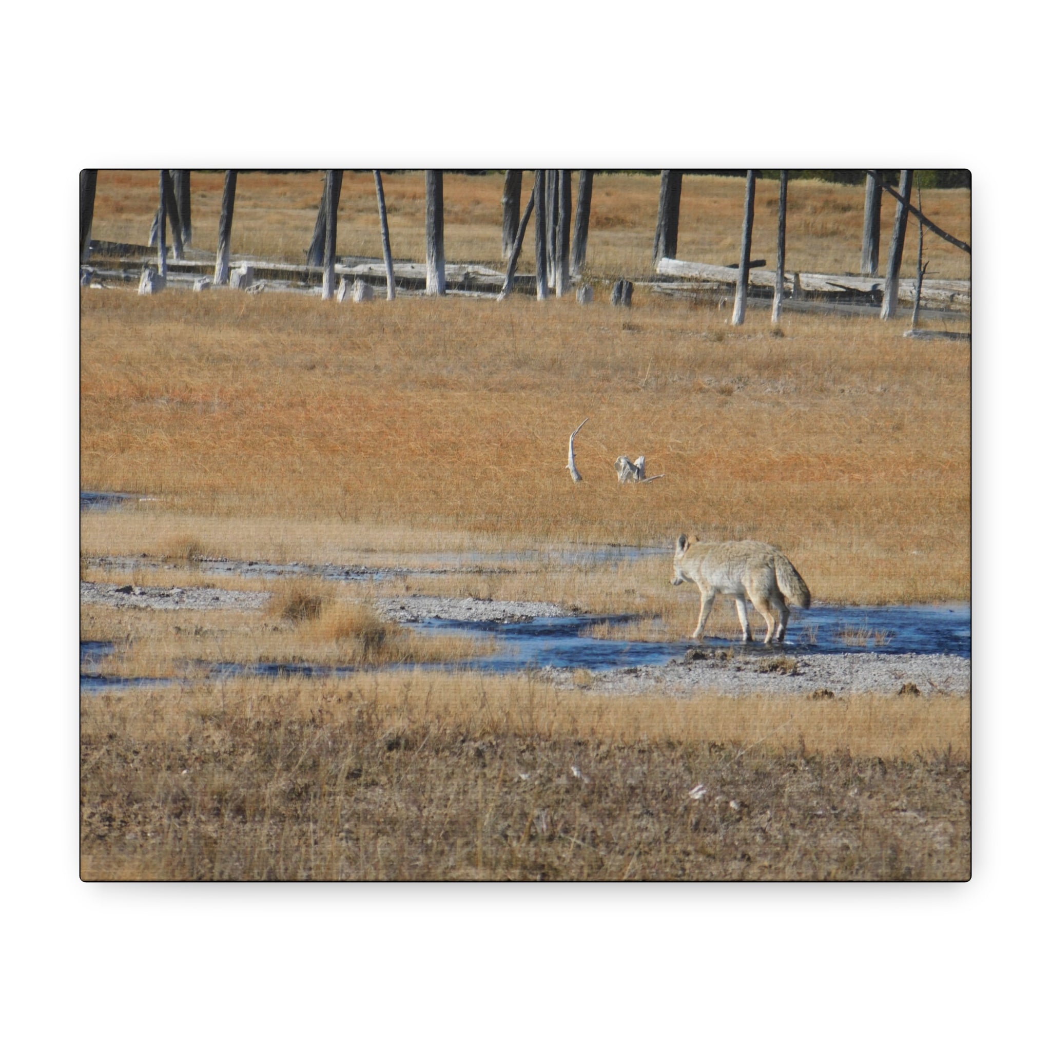 Coyote Canvas Wall Art — Wildlife Landscape Matte Stretched Print