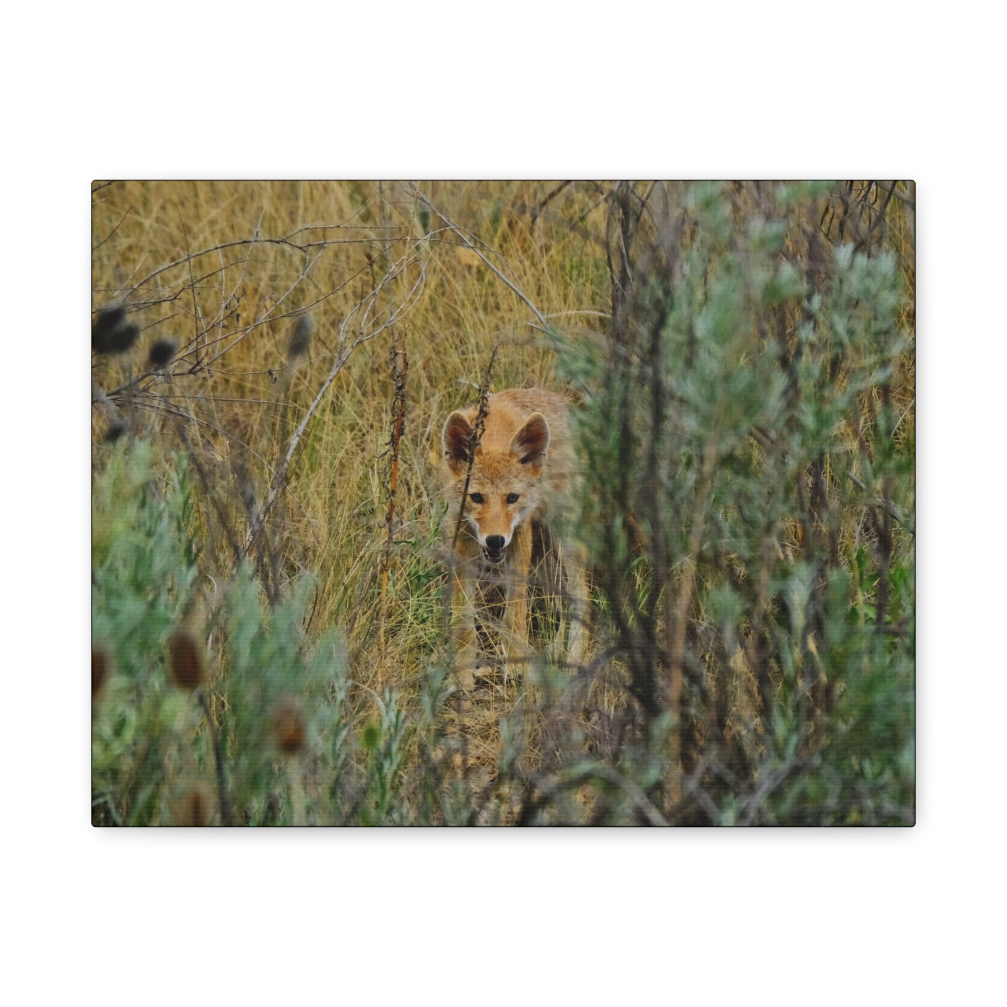 Coyote Pup Staring - Matte Stretched Canvas