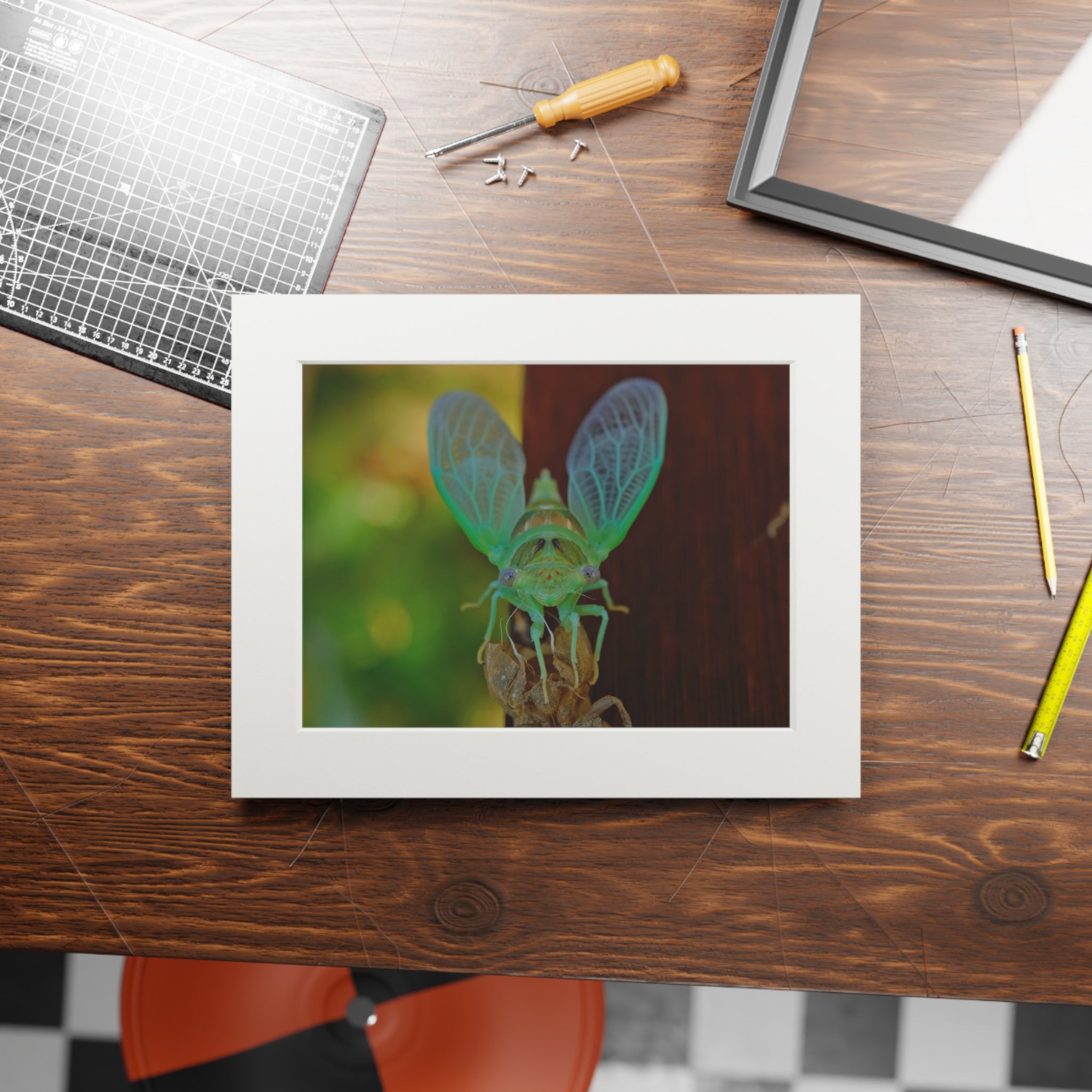 Cicada Close-Up Fine Art Print (Passepartout Matted)