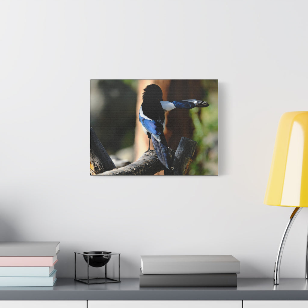 Black-billed Magpie Wildlife Canvas Print — Matte Stretched Wall Art