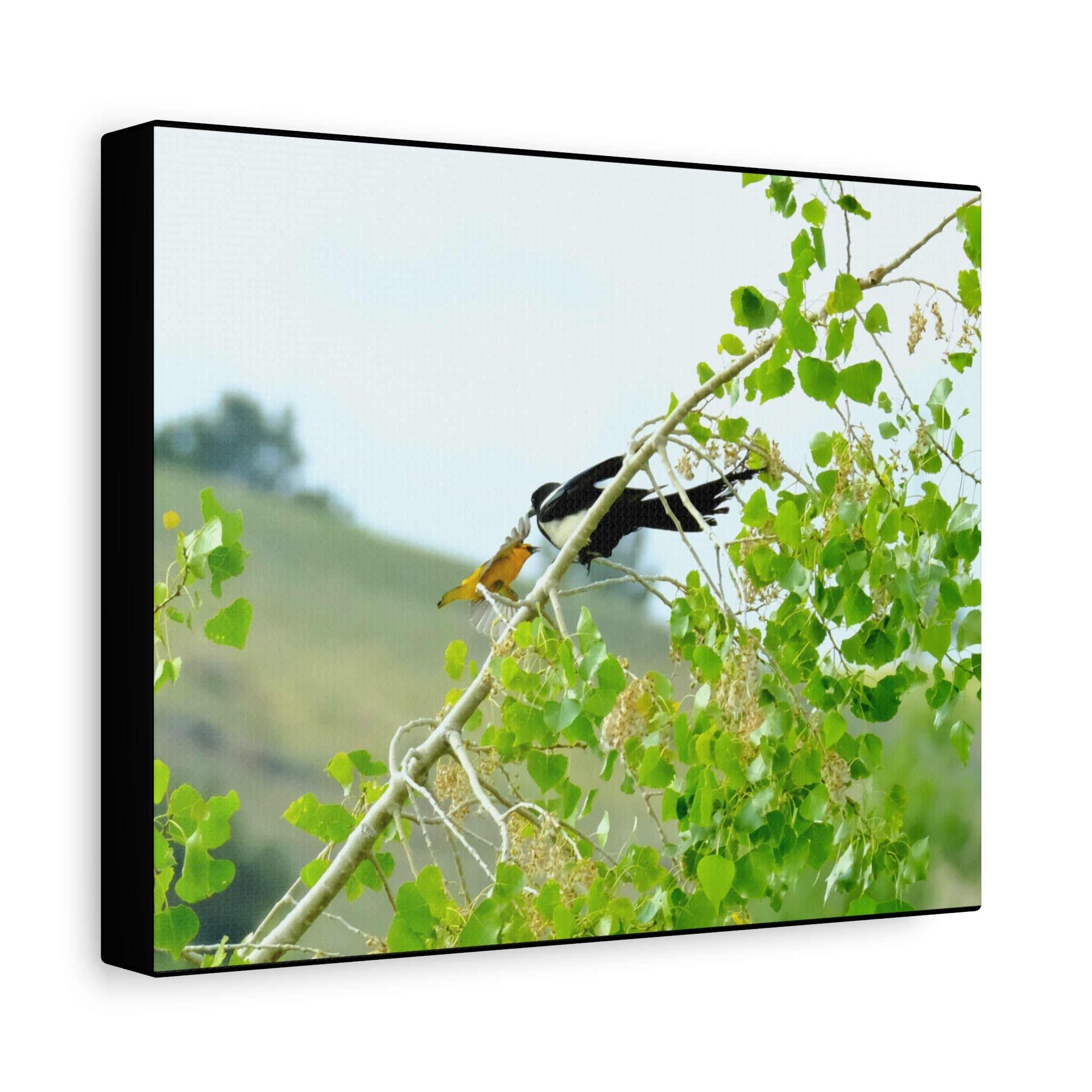 Oriole & Magpie Battle on an Aspen Branch - Matte Stretched Canvas Wall Art
