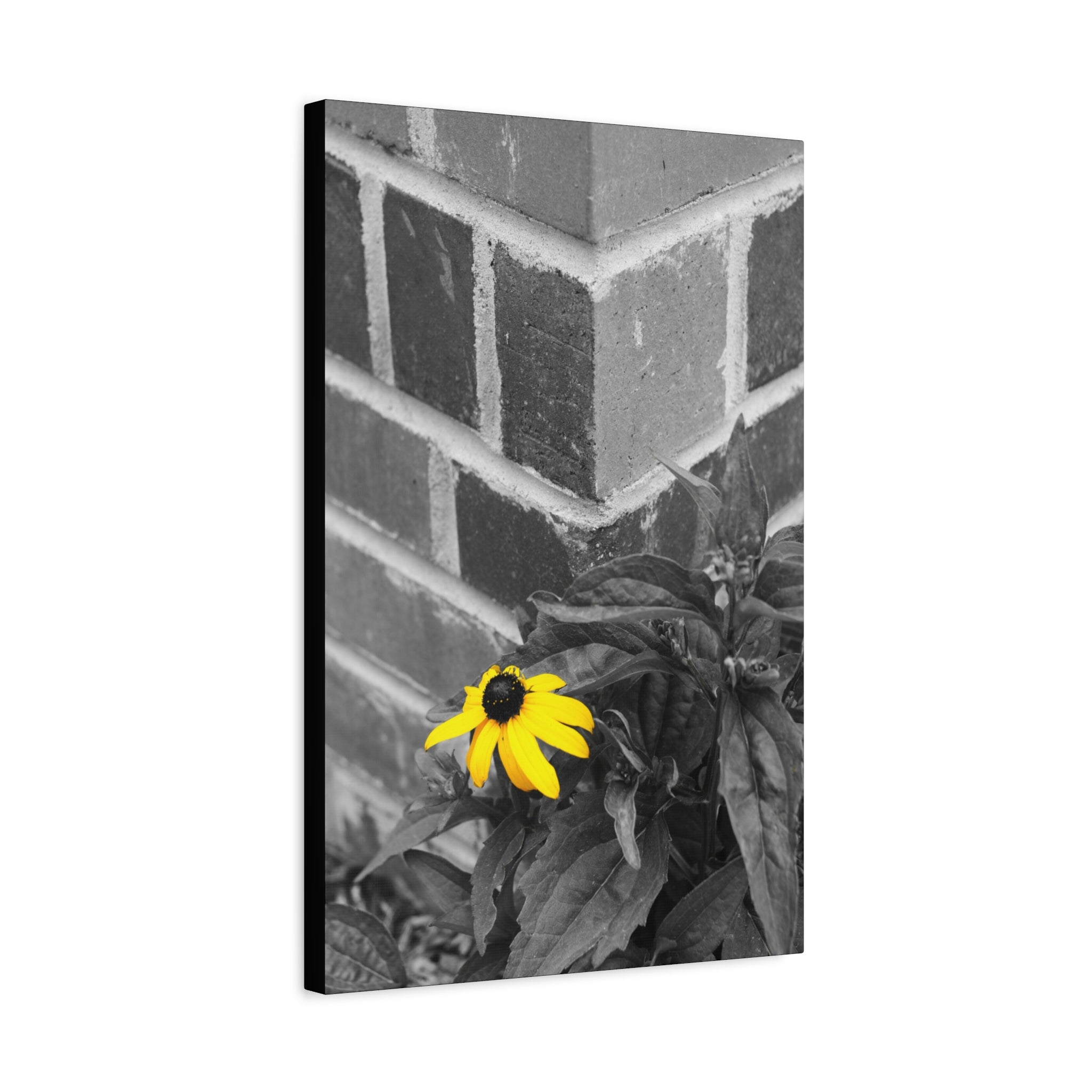 Yellow Daisy on Brick Matte Canvas Print — Stretched Wall Art
