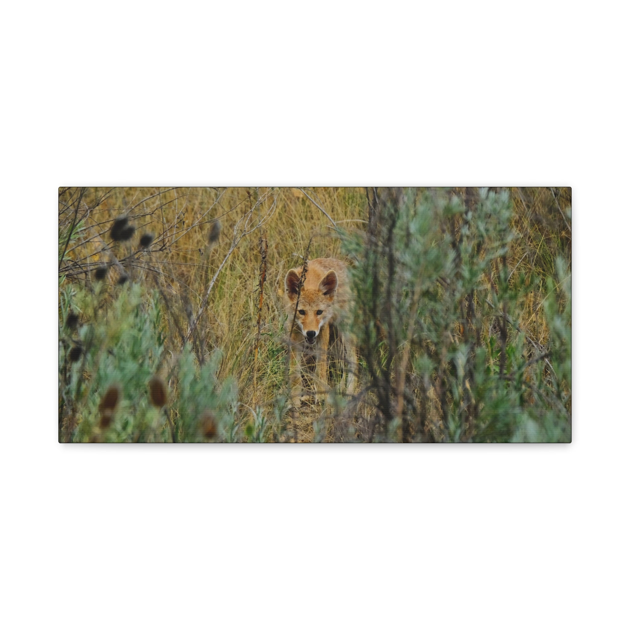 Coyote Pup Staring - Matte Stretched Canvas