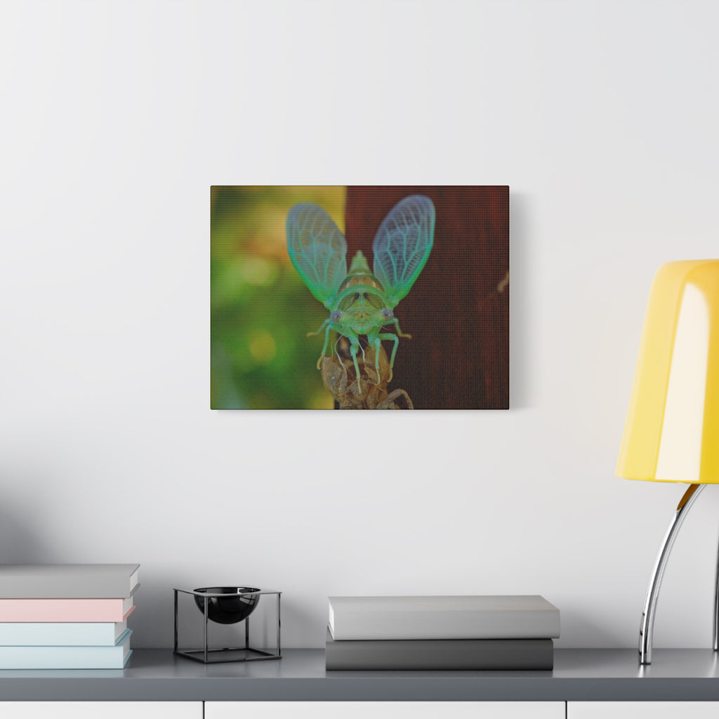 The Cutest Green Cicada Canvas Print - Matte Stretched Wall Art
