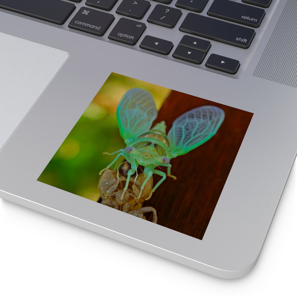 Cicada Square Sticker — Vivid Green Insect Photo Sticker (Indoor/Outdoor)