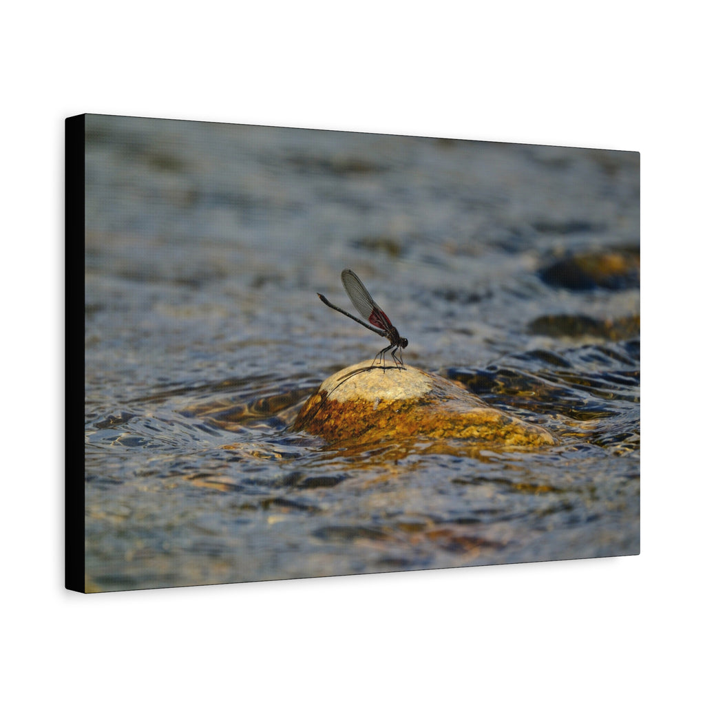Damselfly on River Rock - Matte Canvas Print