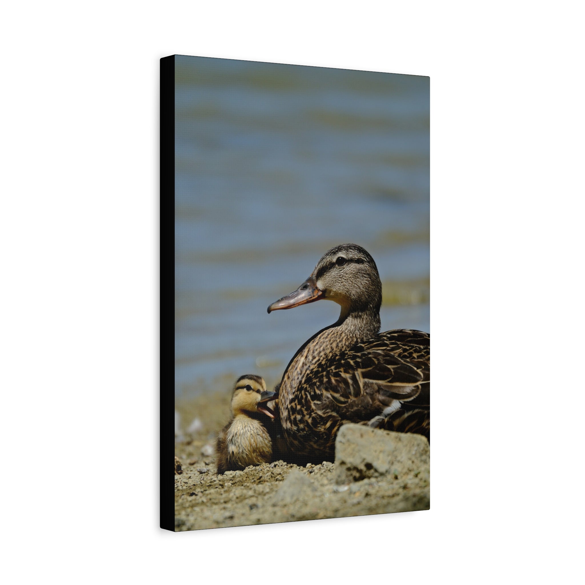 Duck and Duckling Canvas Print — Mother & Baby Wildlife Wall Art