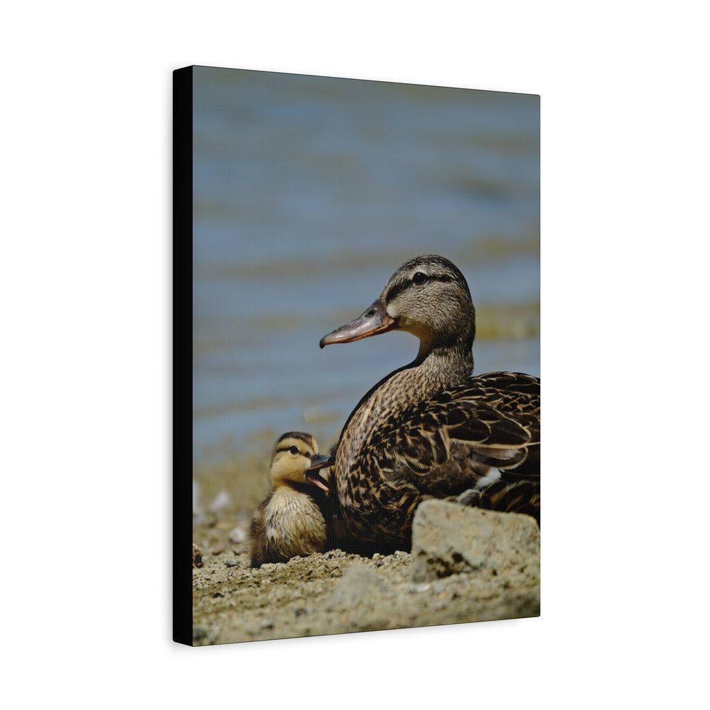 Duck and Duckling Canvas Print — Mother & Baby Wildlife Wall Art