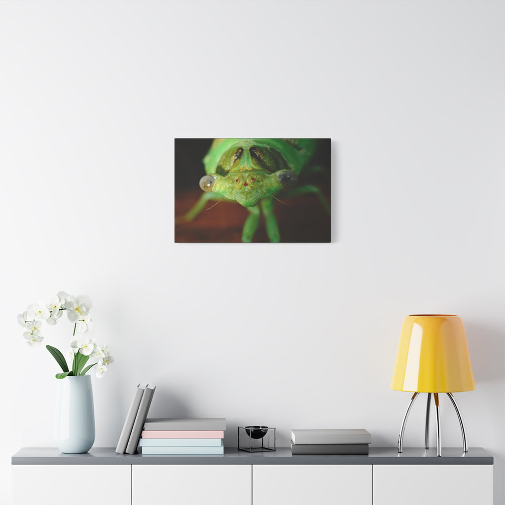Cute Green Cicada Macro Canvas Print — Close-Up Insect Wall Art