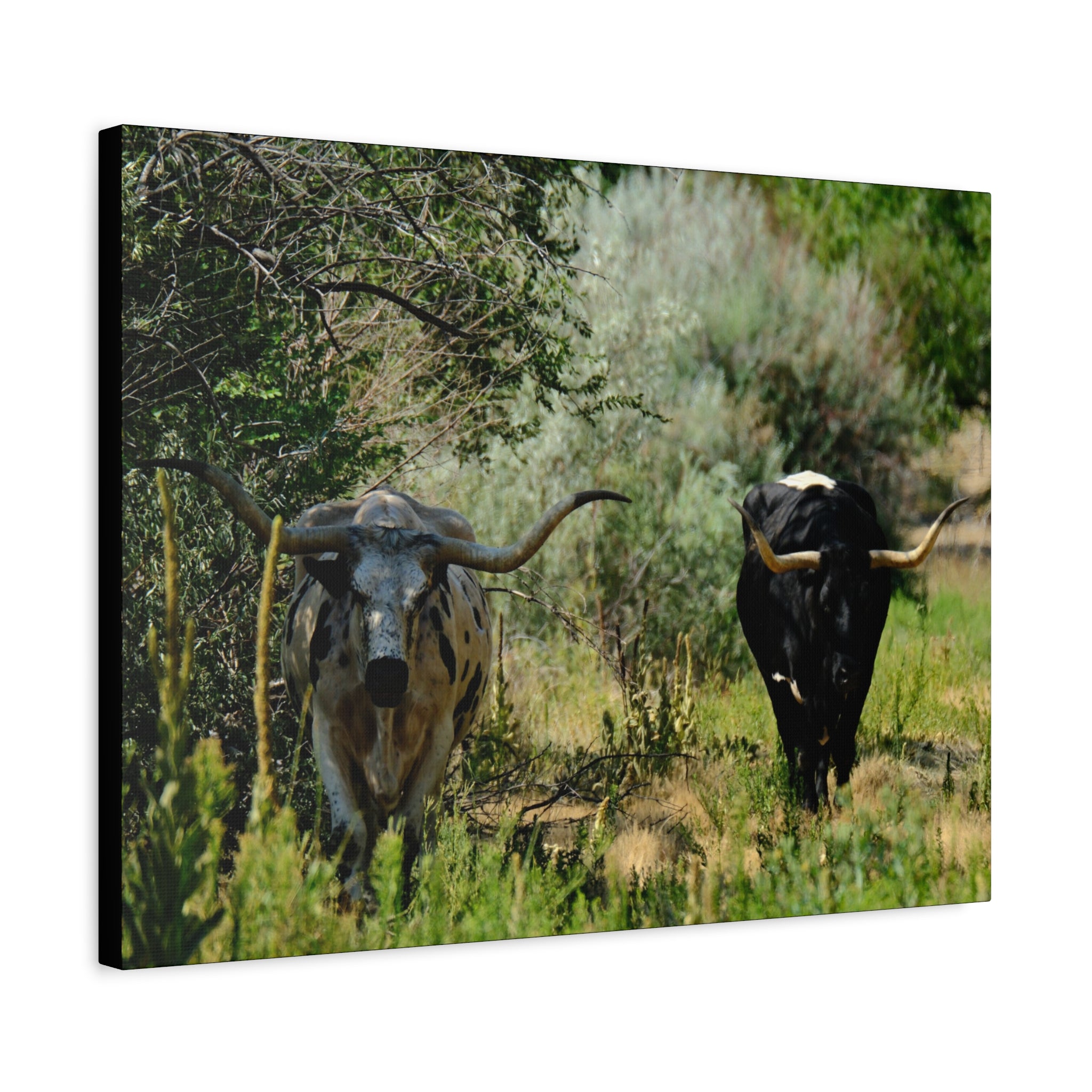 Long Horns on a Stroll - Matte Canvas, Stretched, 1.25"