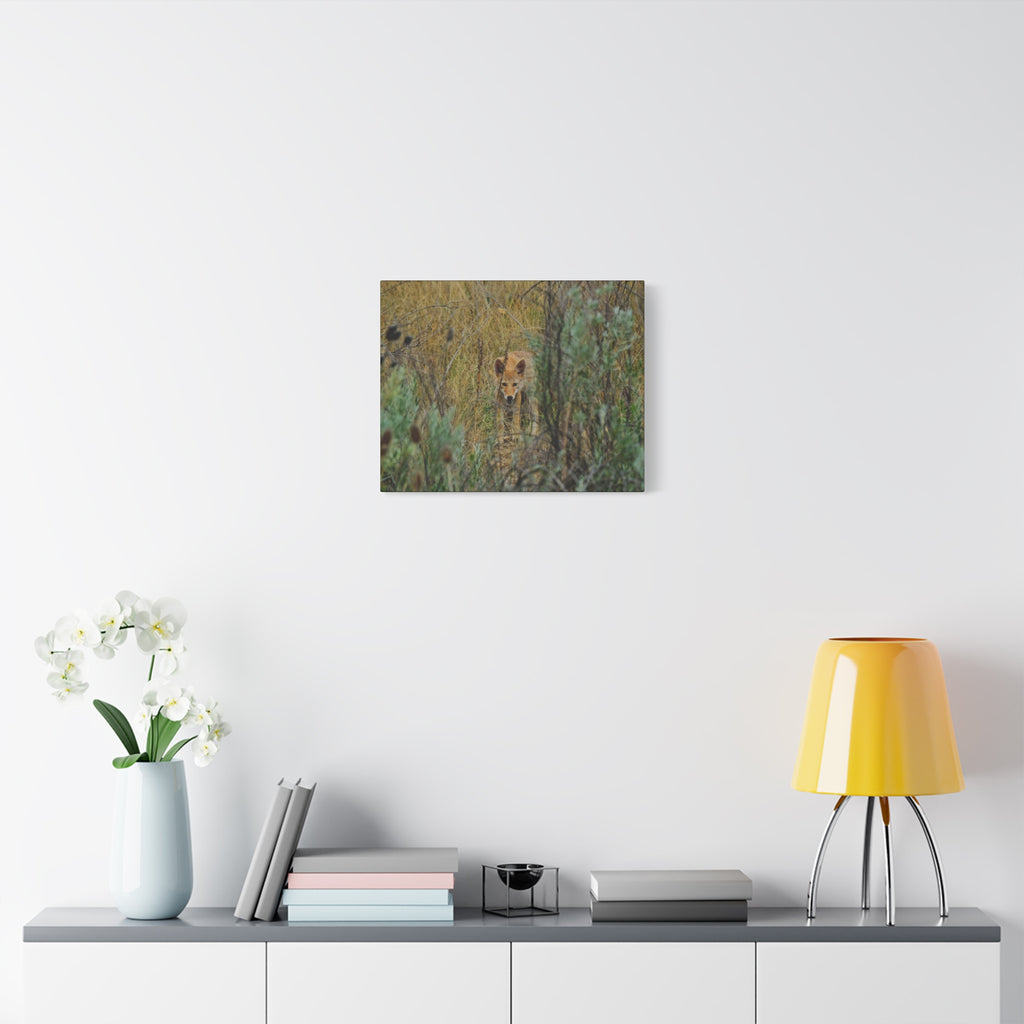 Coyote Pup Staring - Matte Stretched Canvas
