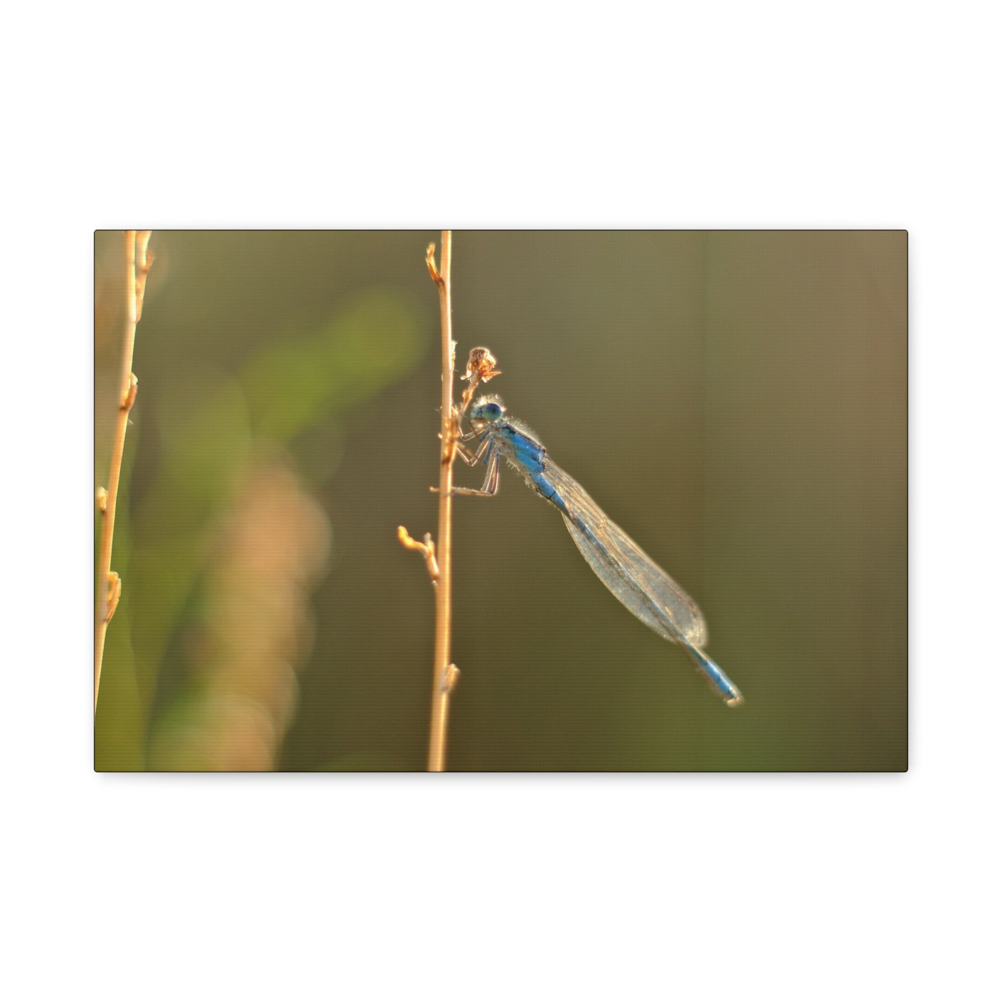 Blue Dragonfly Macro Canvas Print — Blue Damselfly Nature Wall Art, Matte Stretched 1.25"