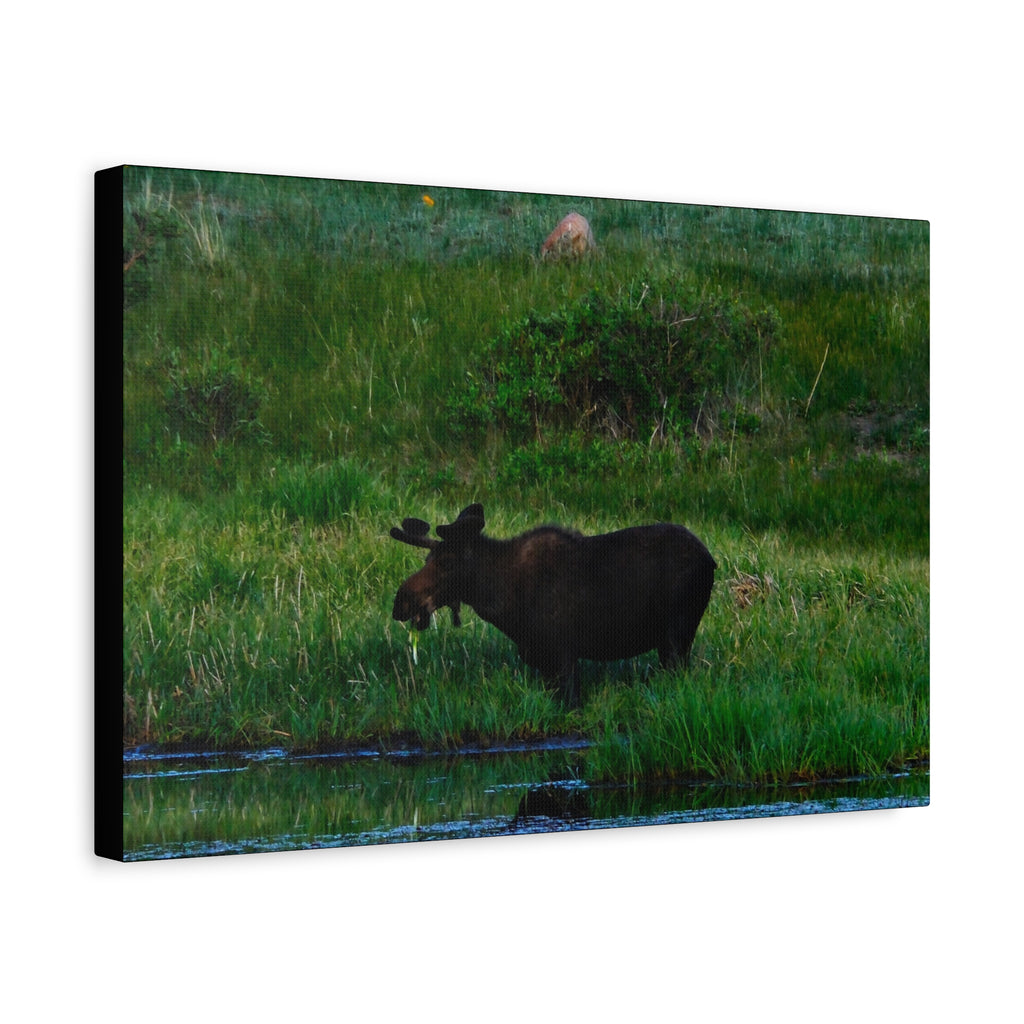 Munching Moose Matte Canvas Print — Stretched Wildlife Wall Art