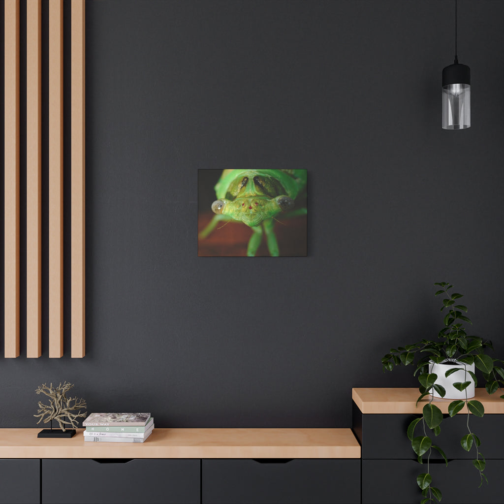 Cute Green Cicada Macro Canvas Print — Close-Up Insect Wall Art