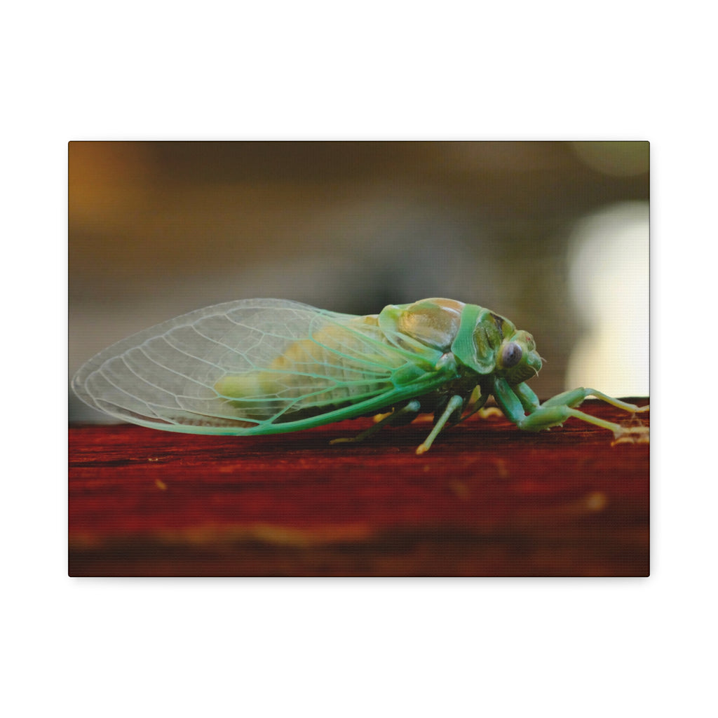 Cicada Close-Up Matte Canvas Print — Stretched 1.25" Nature Wall Art