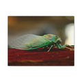 Cicada Close-Up Matte Canvas Print — Stretched 1.25" Nature Wall Art