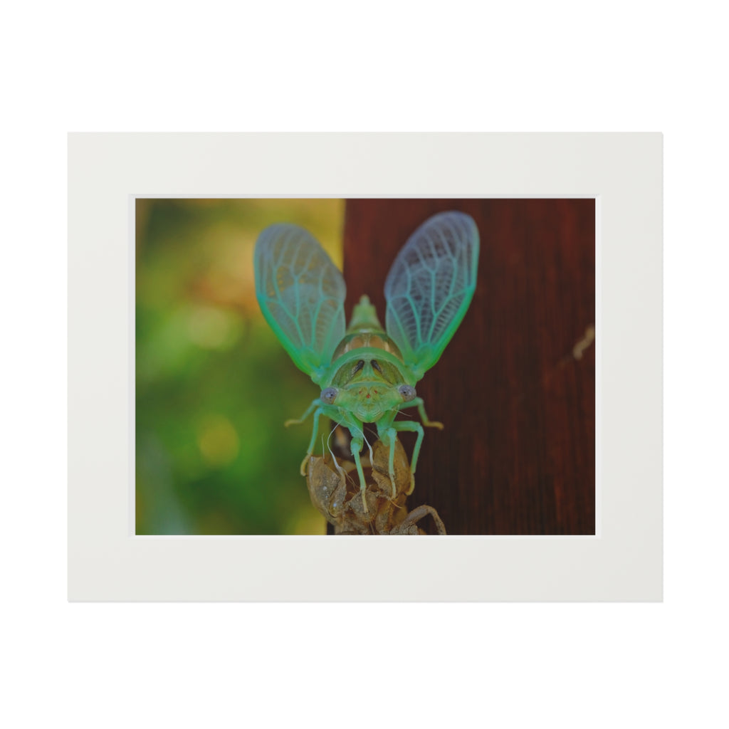 Cicada Close-Up Fine Art Print (Passepartout Matted)