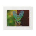 Cicada Close-Up Fine Art Print (Passepartout Matted)
