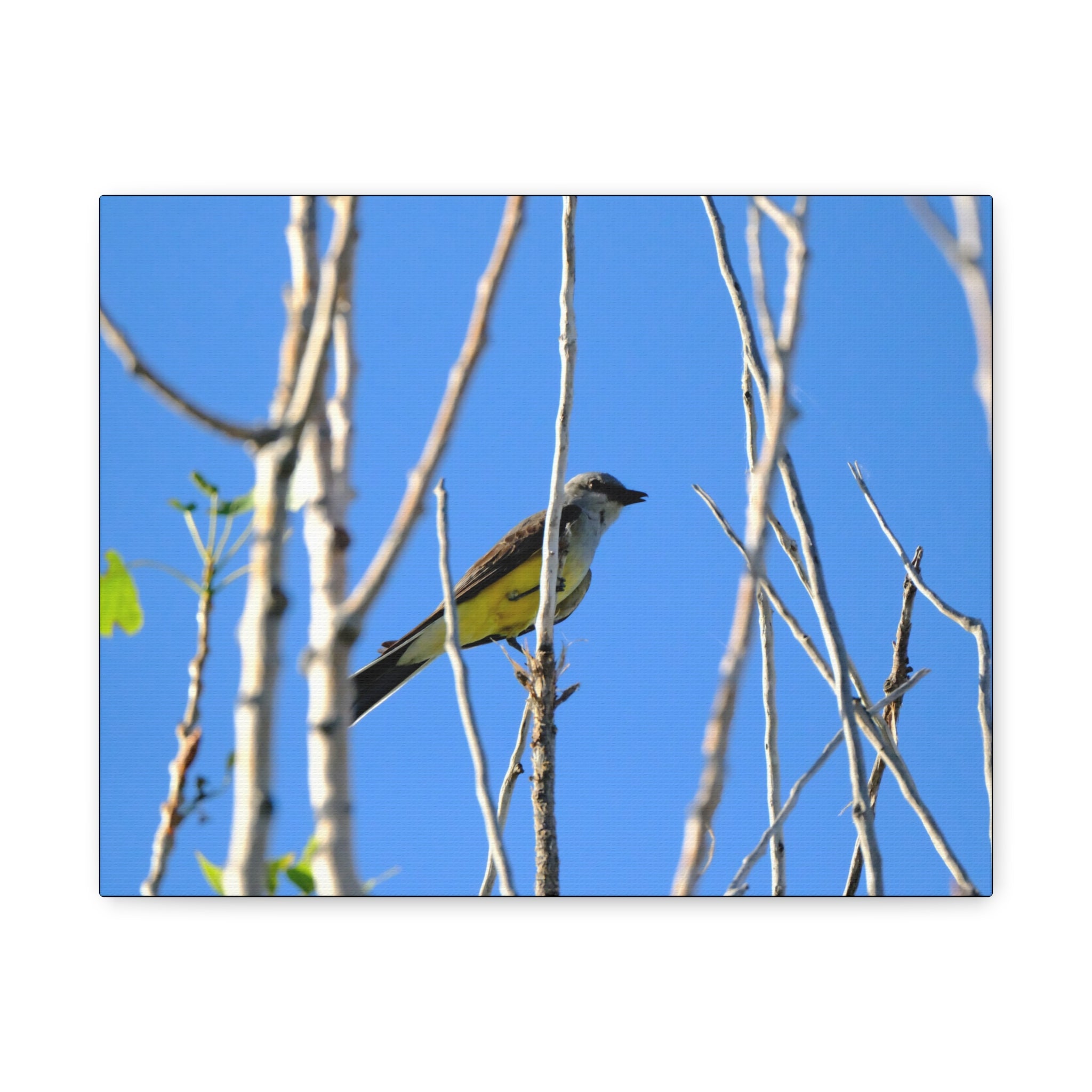 Western King Bird Horizontal Matte Canvas, Stretched, 1.25"