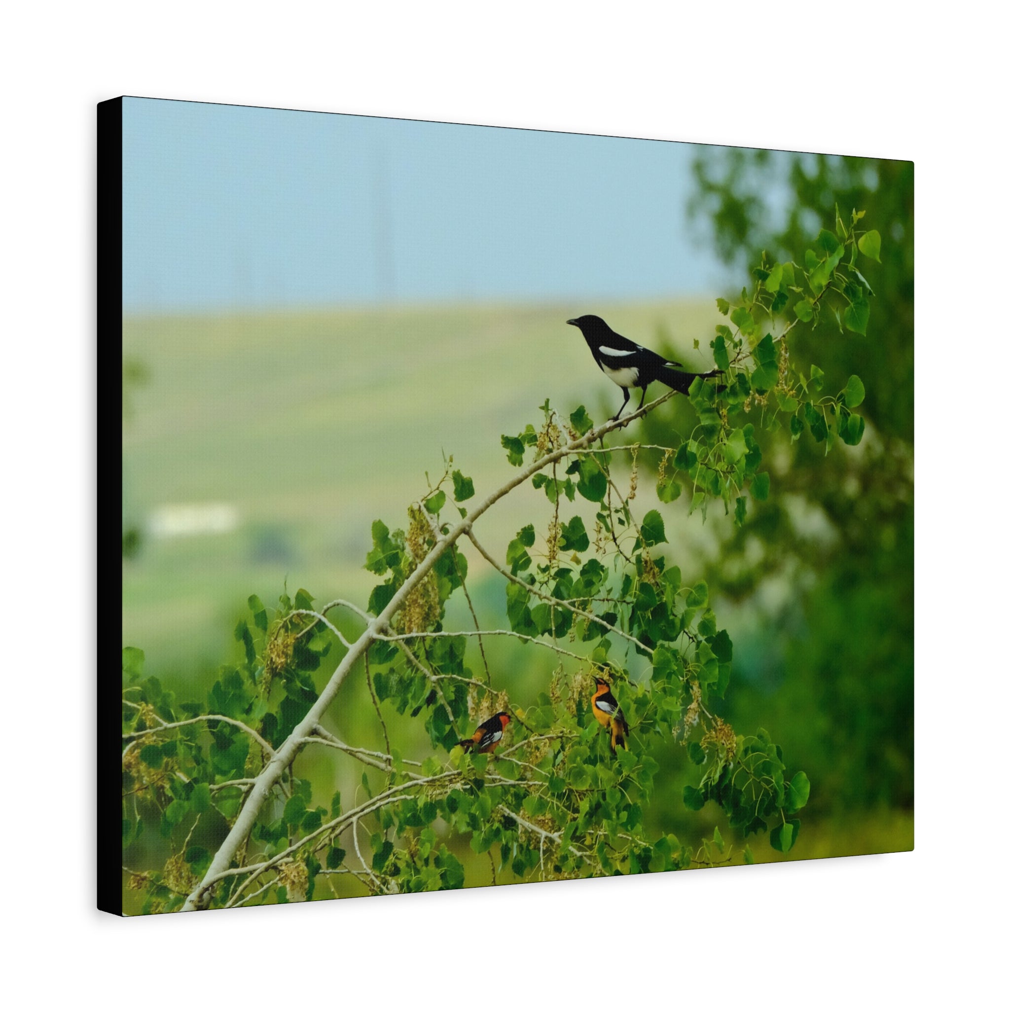 Magpie & Bullock's Oriole resting Matte Stretched Canvas Wall Art