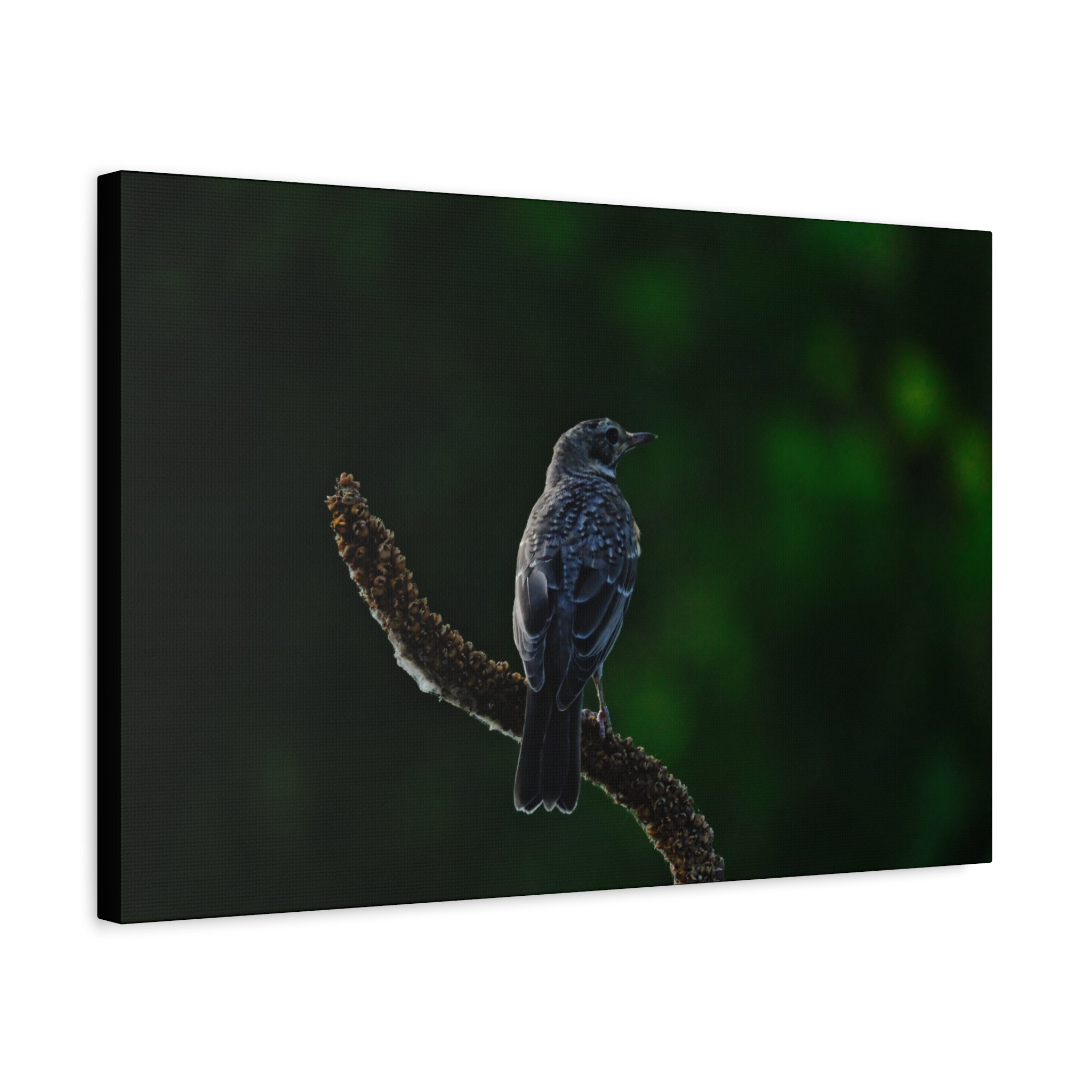 Robin on Branch Matte Canvas Wall Art — Moody Nature Photography Print