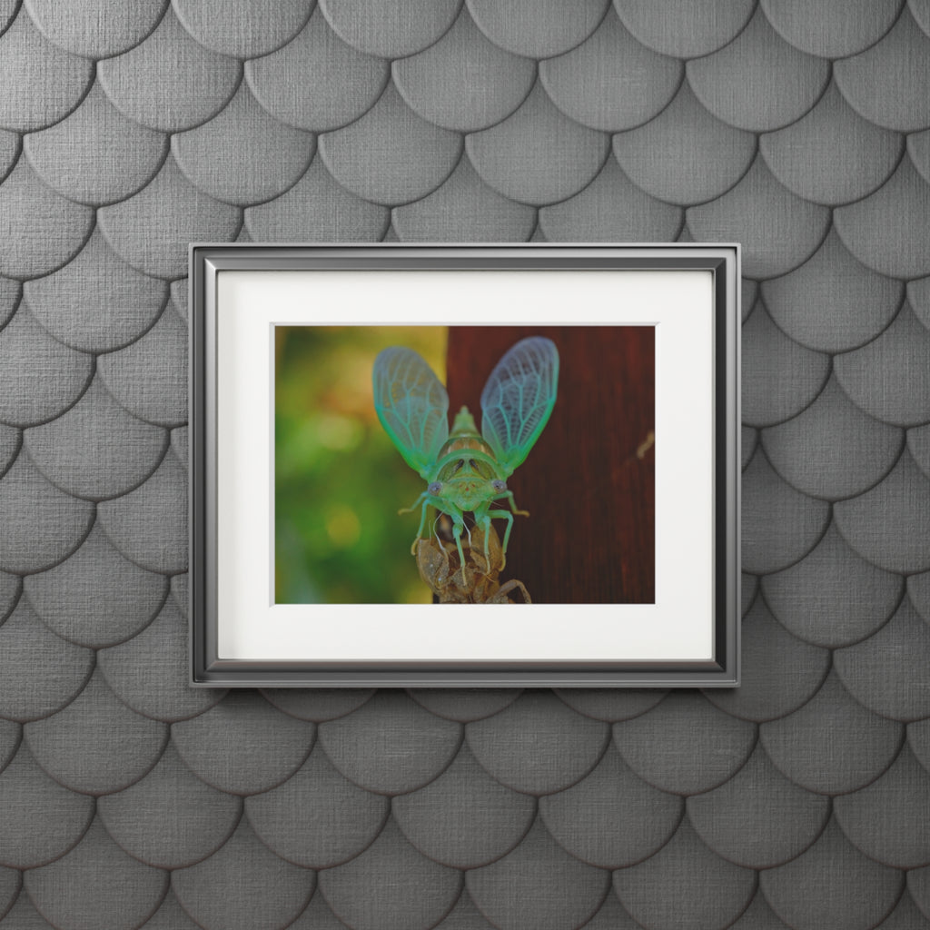 Cicada Close-Up Fine Art Print (Passepartout Matted)