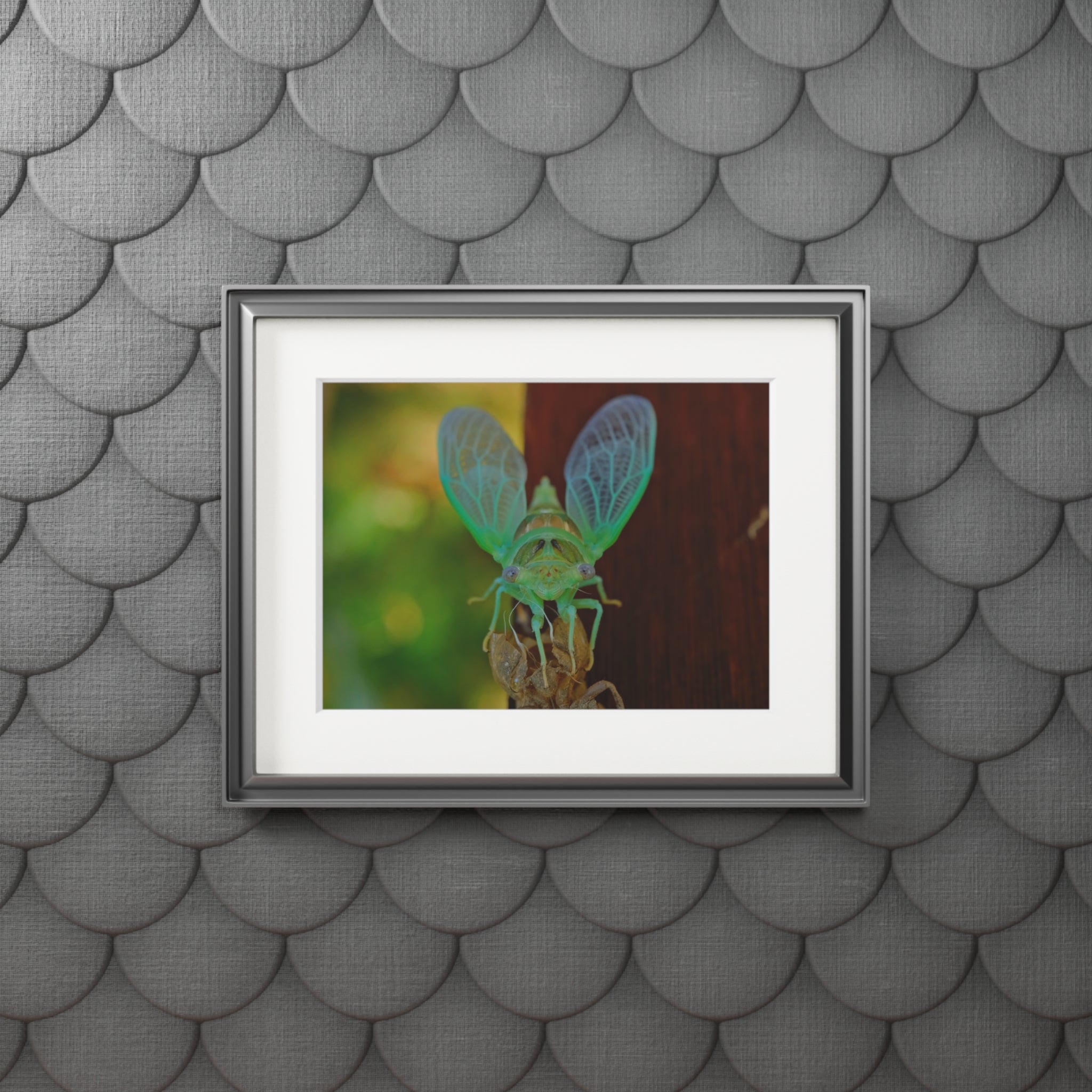 Cicada Close-Up Fine Art Print (Passepartout Matted)