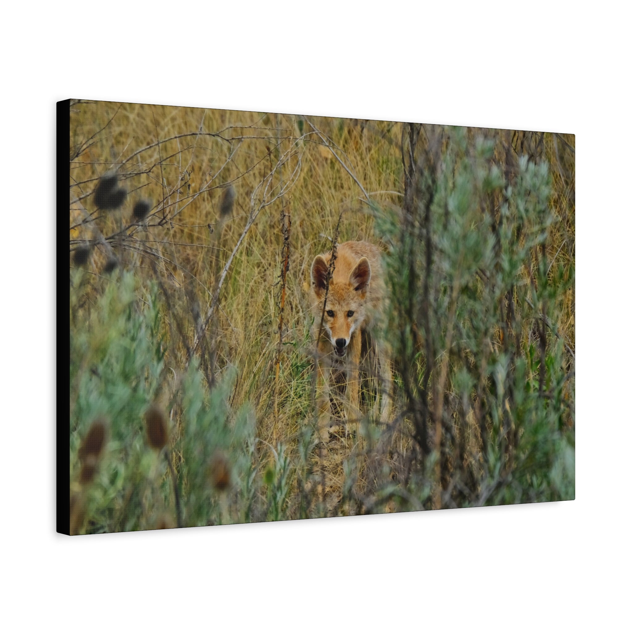 Coyote Pup Staring - Matte Stretched Canvas