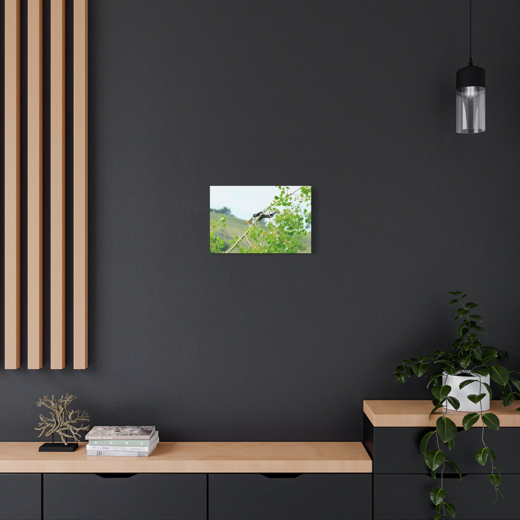Oriole & Magpie Battle on an Aspen Branch - Matte Stretched Canvas Wall Art